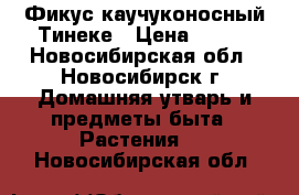 Фикус каучуконосный Тинеке › Цена ­ 200 - Новосибирская обл., Новосибирск г. Домашняя утварь и предметы быта » Растения   . Новосибирская обл.